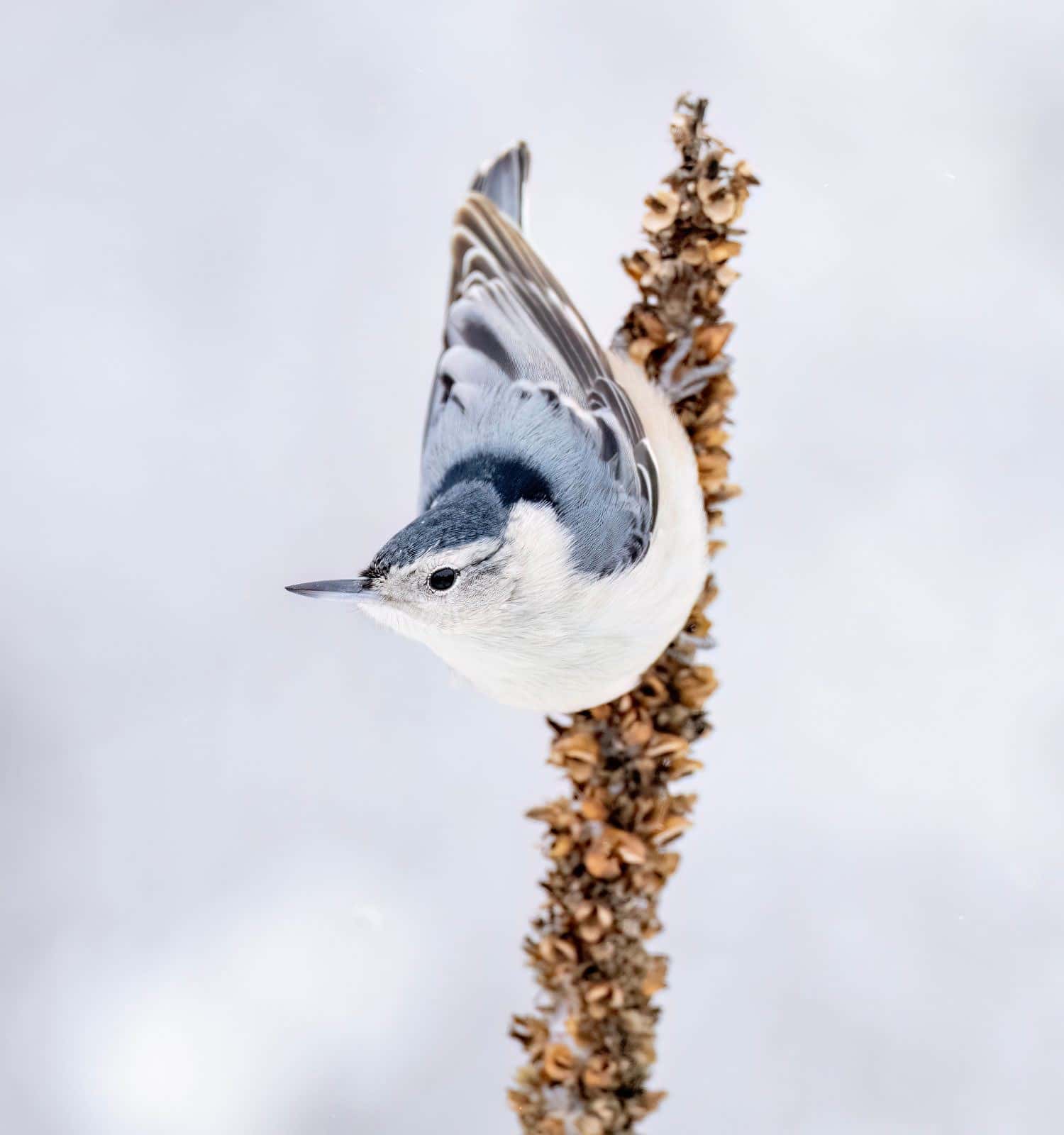 Picchio muratore dal petto bianco aggrappato a un verbasco in inverno.