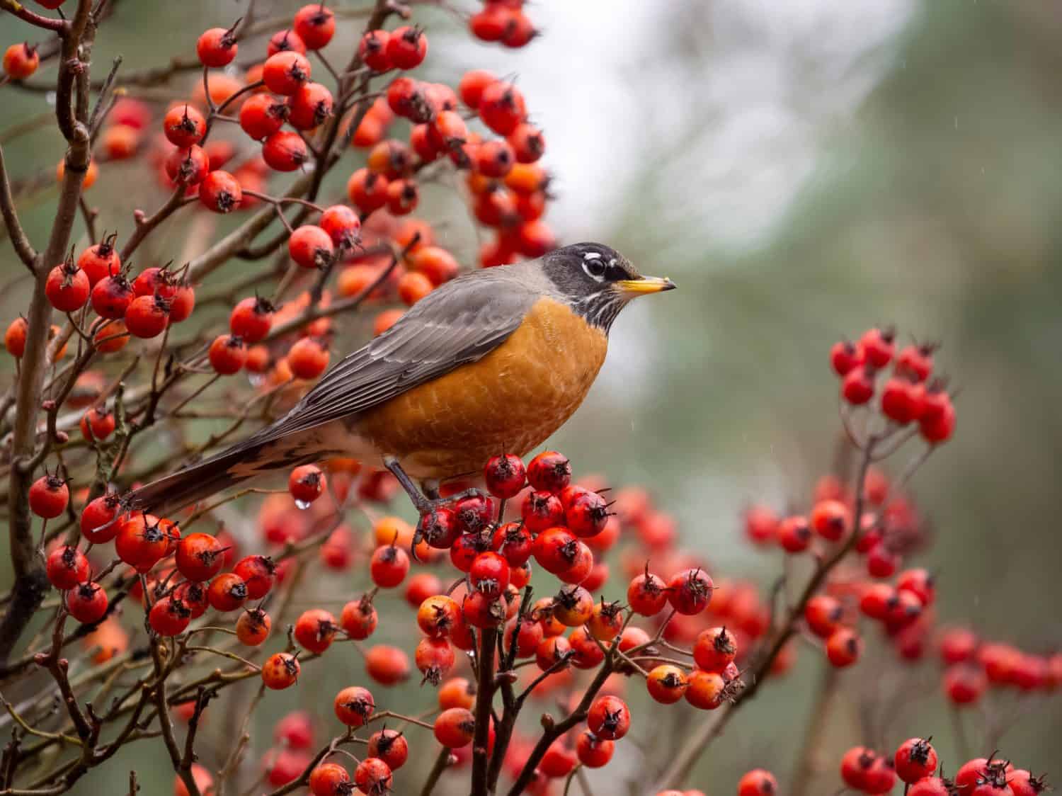 Pettirosso americano, Turdus migratorius, uccello singolo sul ramo con bacche, British Columbia, Canada, dicembre 2022