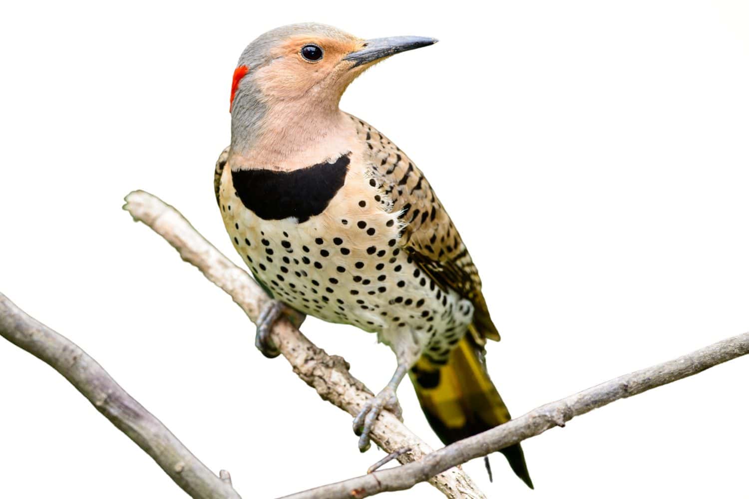 Northern Flicker: noto per il suo richiamo "wick-a-wick-a-wick".