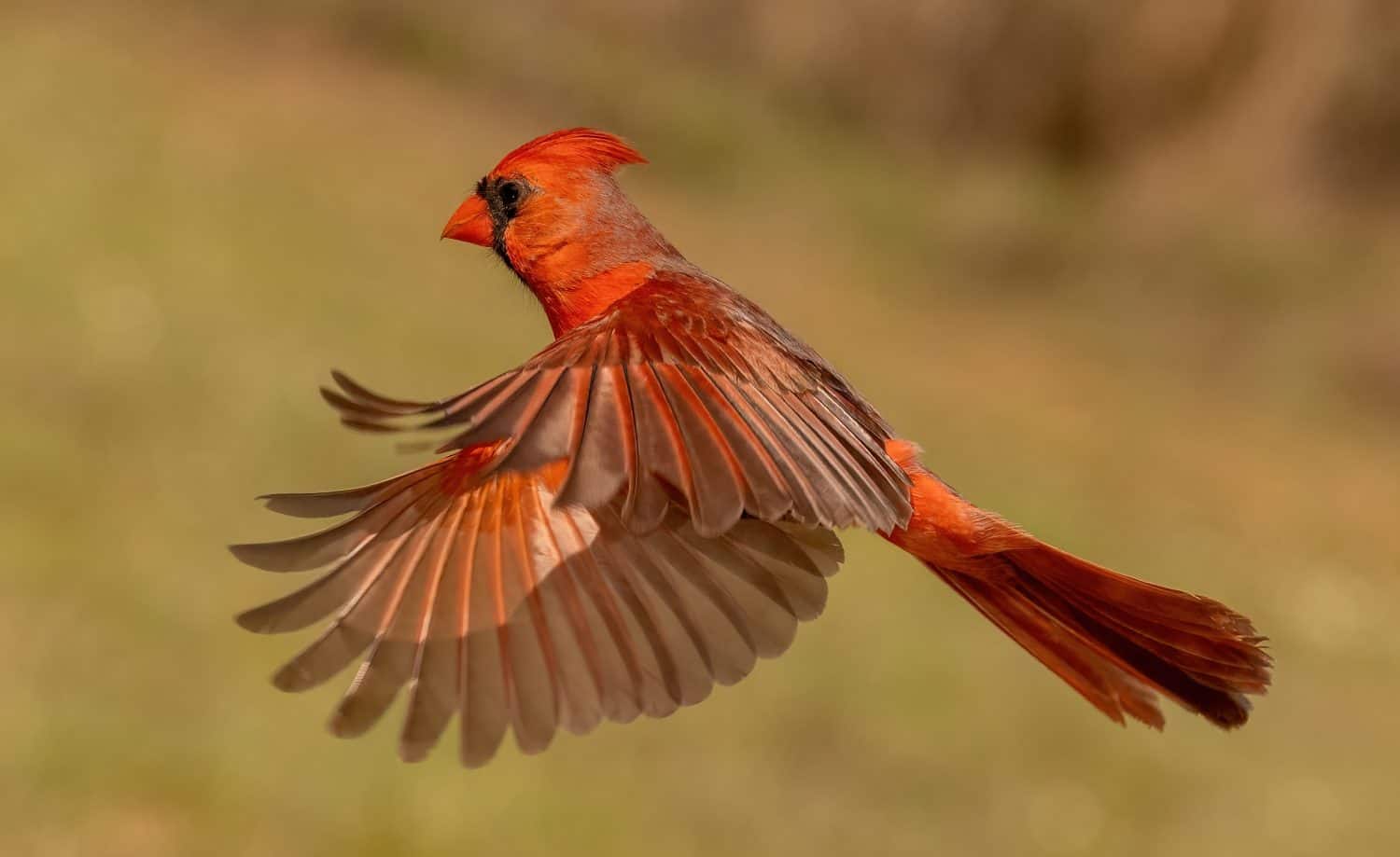 Il cardinale settentrionale è un bellissimo uccello