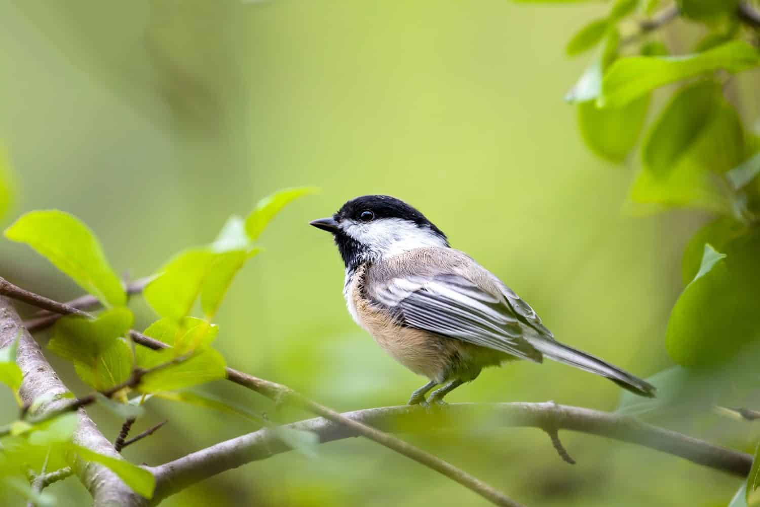 Un'inquadratura molto ravvicinata (messa a fuoco selettiva) di una cinciallegra dal cappuccio nero nel suo habitat