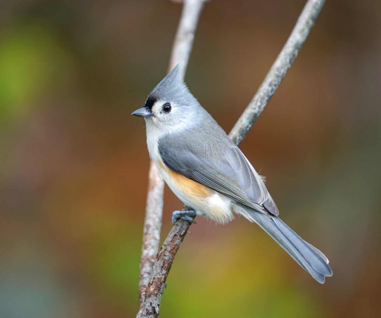 uccello cinciallegra trapuntato in piedi sul ramo di un albero in autunno              