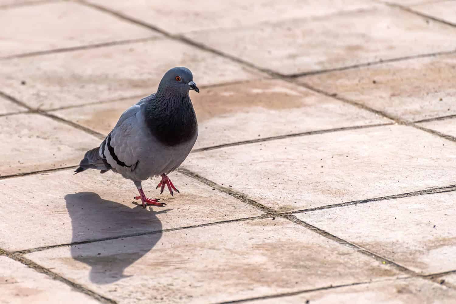 piccione selvatico (Columba livia), piccione grigio che cammina spensierato