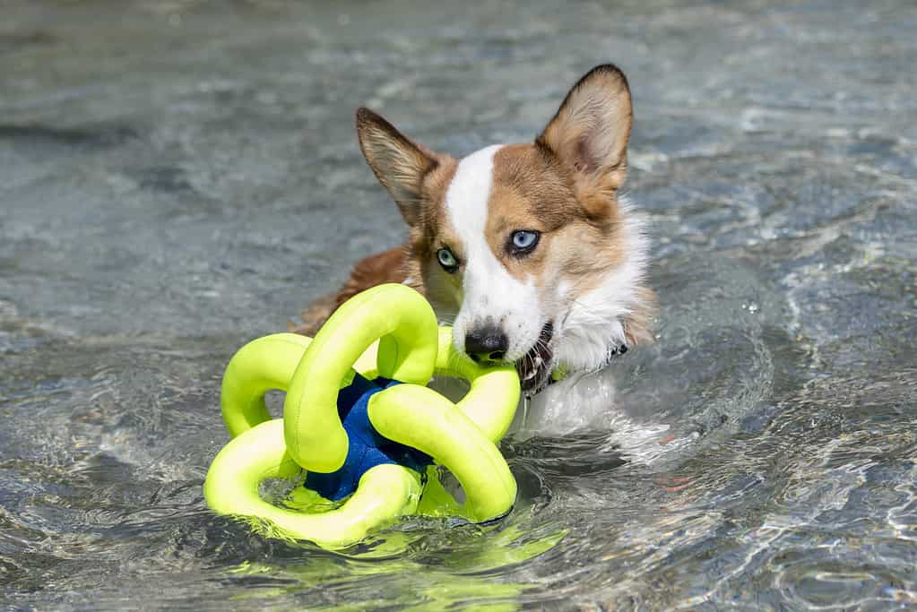 Cucciolo di Corgi che gioca con un giocattolo in piscina