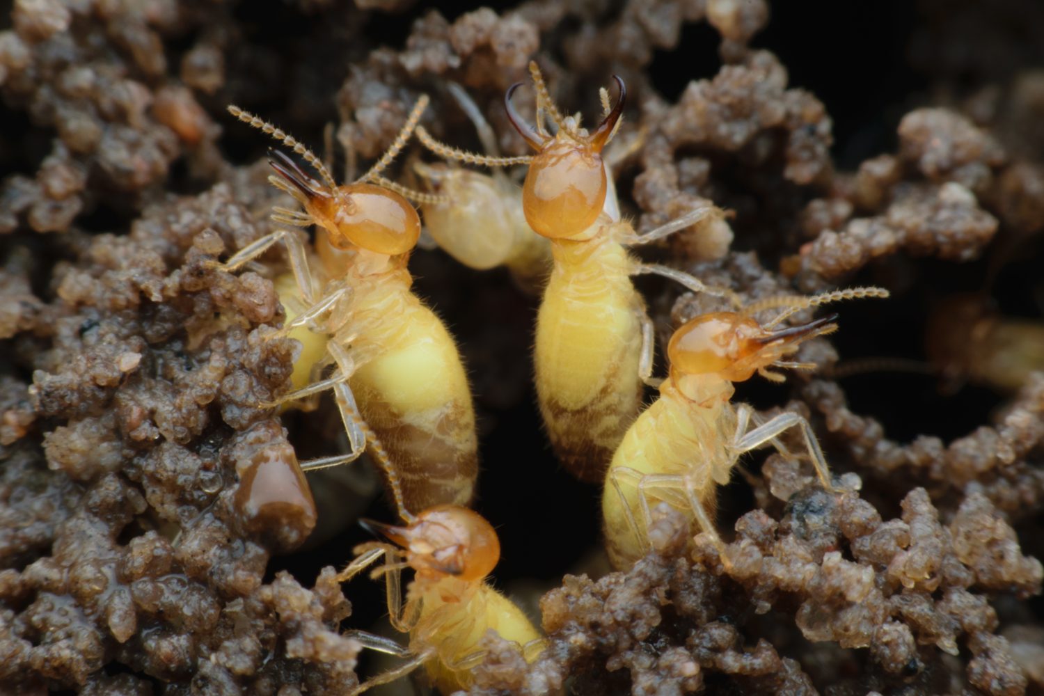 Colonie di termiti di Formosa