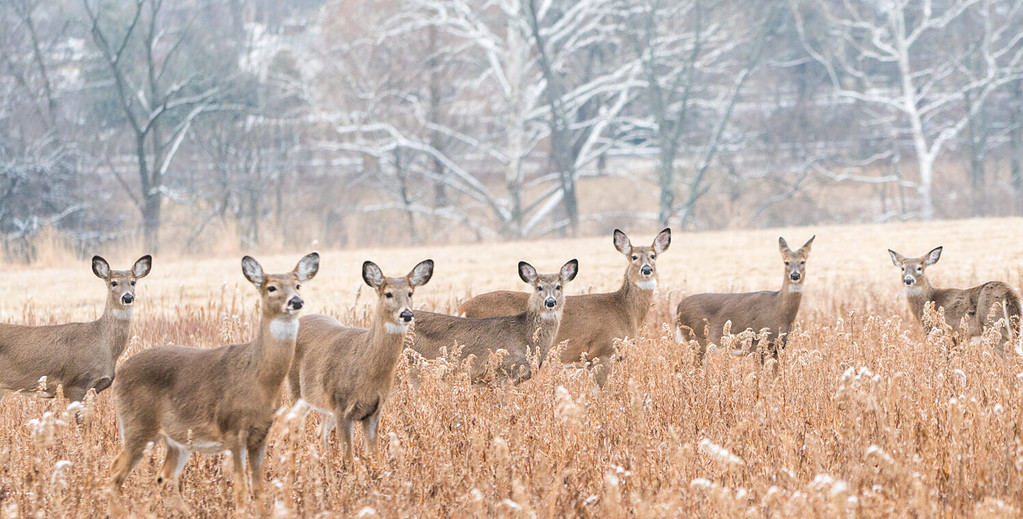 Branco di cervi dalla coda bianca nel campo la mattina d'inverno.