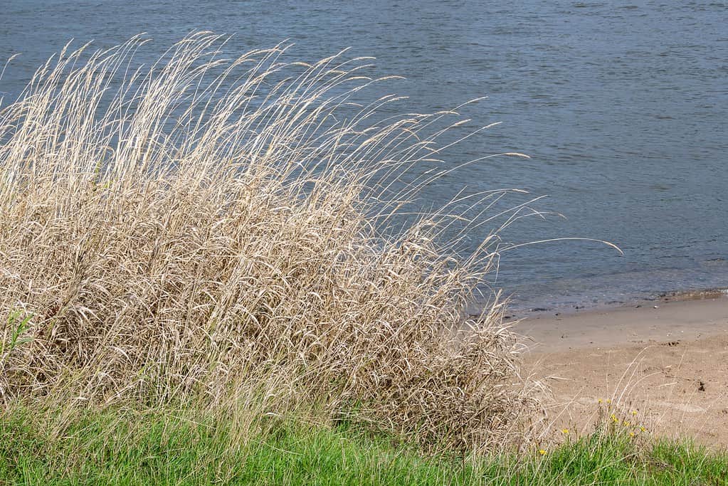 Vista di Switchgrass secco in spiaggia in una giornata di sole