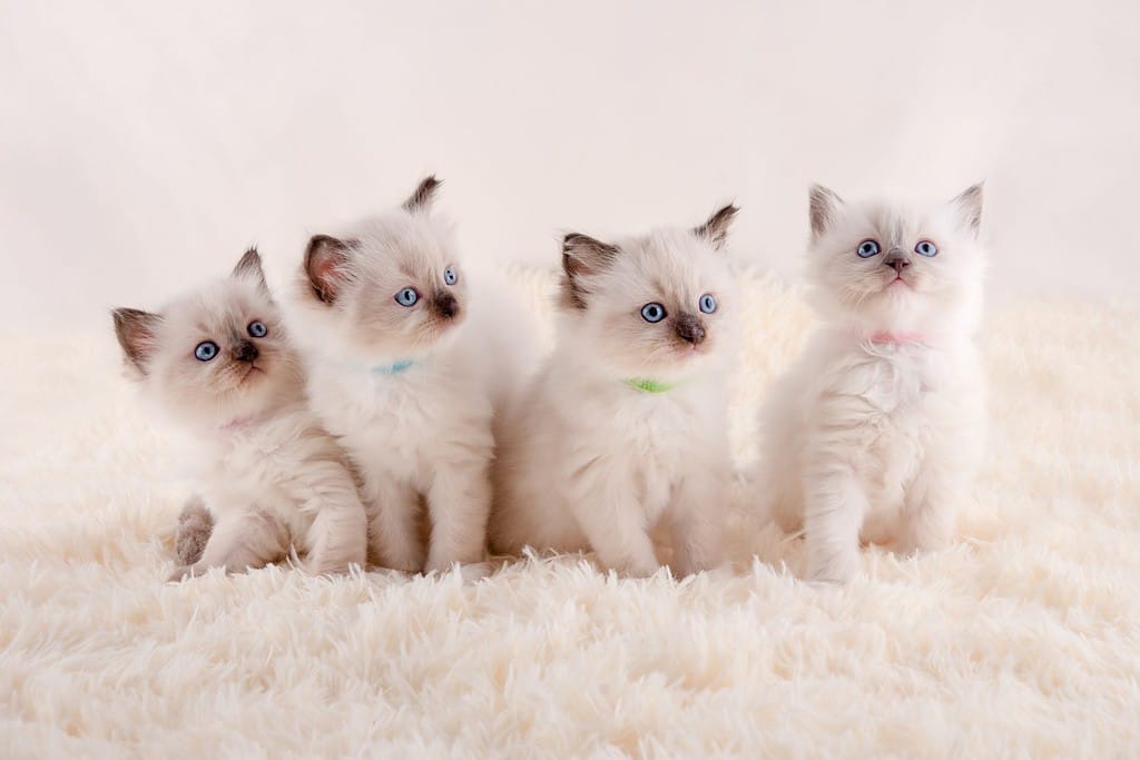 quattro gattini ragdoll con gli occhi azzurri seduti su un tappeto bianco su sfondo bianco