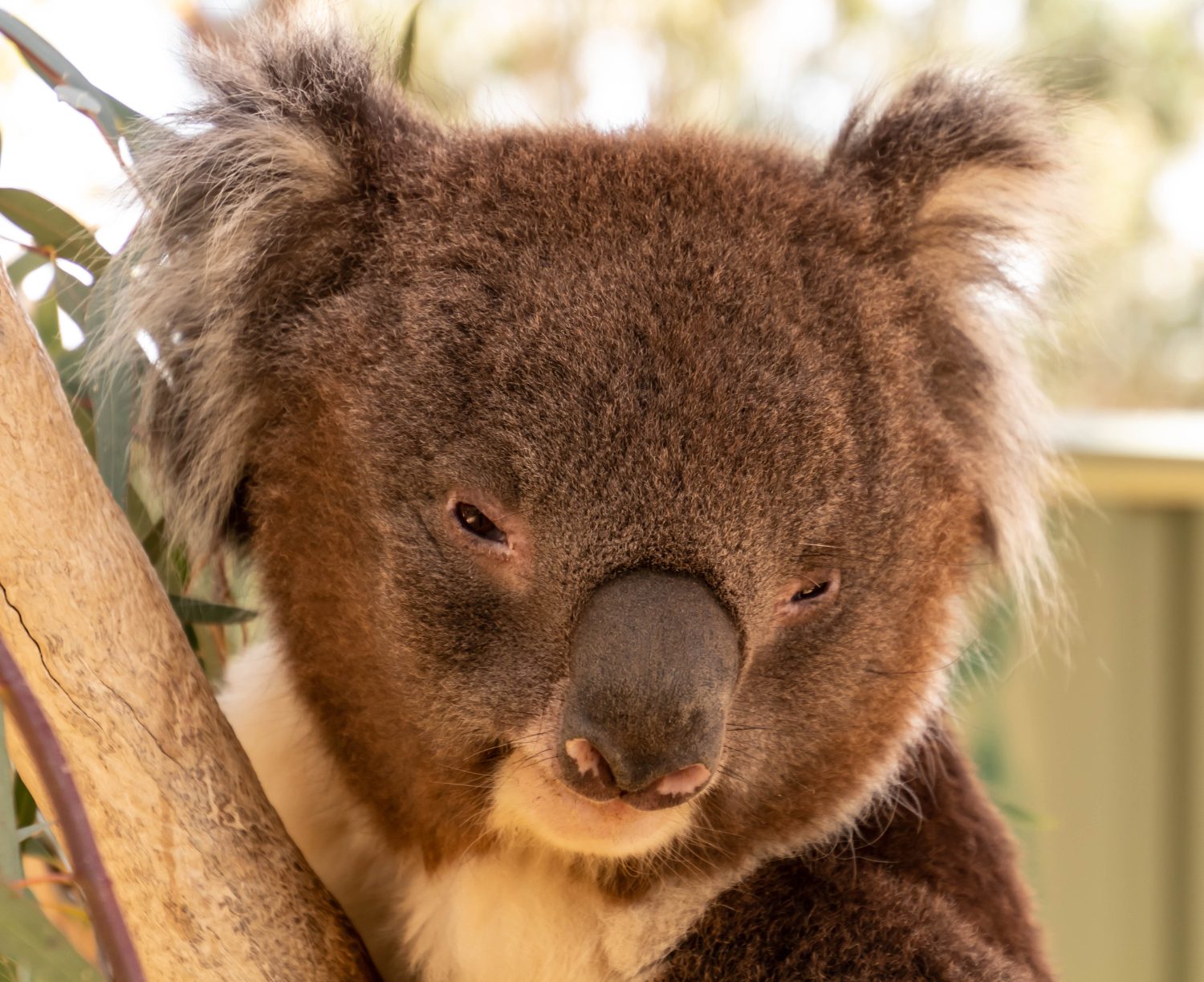 Koala maschio al parco faunistico di Kyabram. 