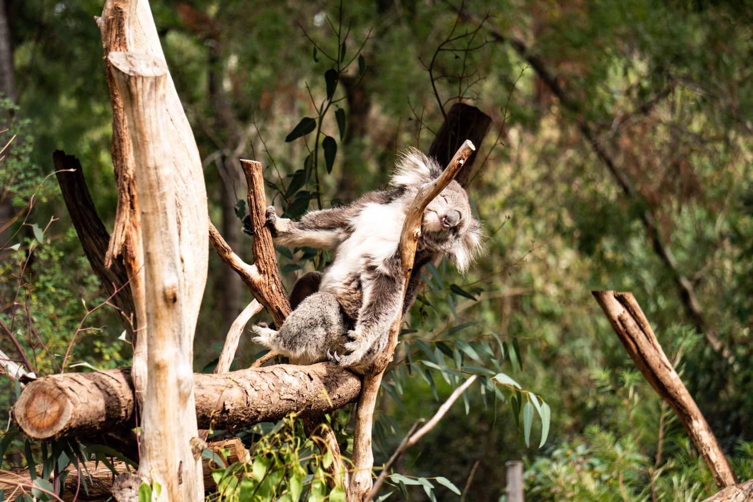 Koala che trascorre una giornata pigra al Santuario di Healesville, Healesville, Victoria, Australia