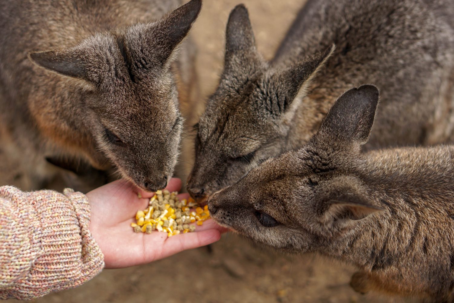 Wallaby al Moonlit Sanctuary Wildlife Park