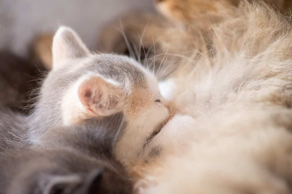 Foto ravvicinata di un gattino che beve il latte di sua madre con altri gattini.  Gattini che allattano