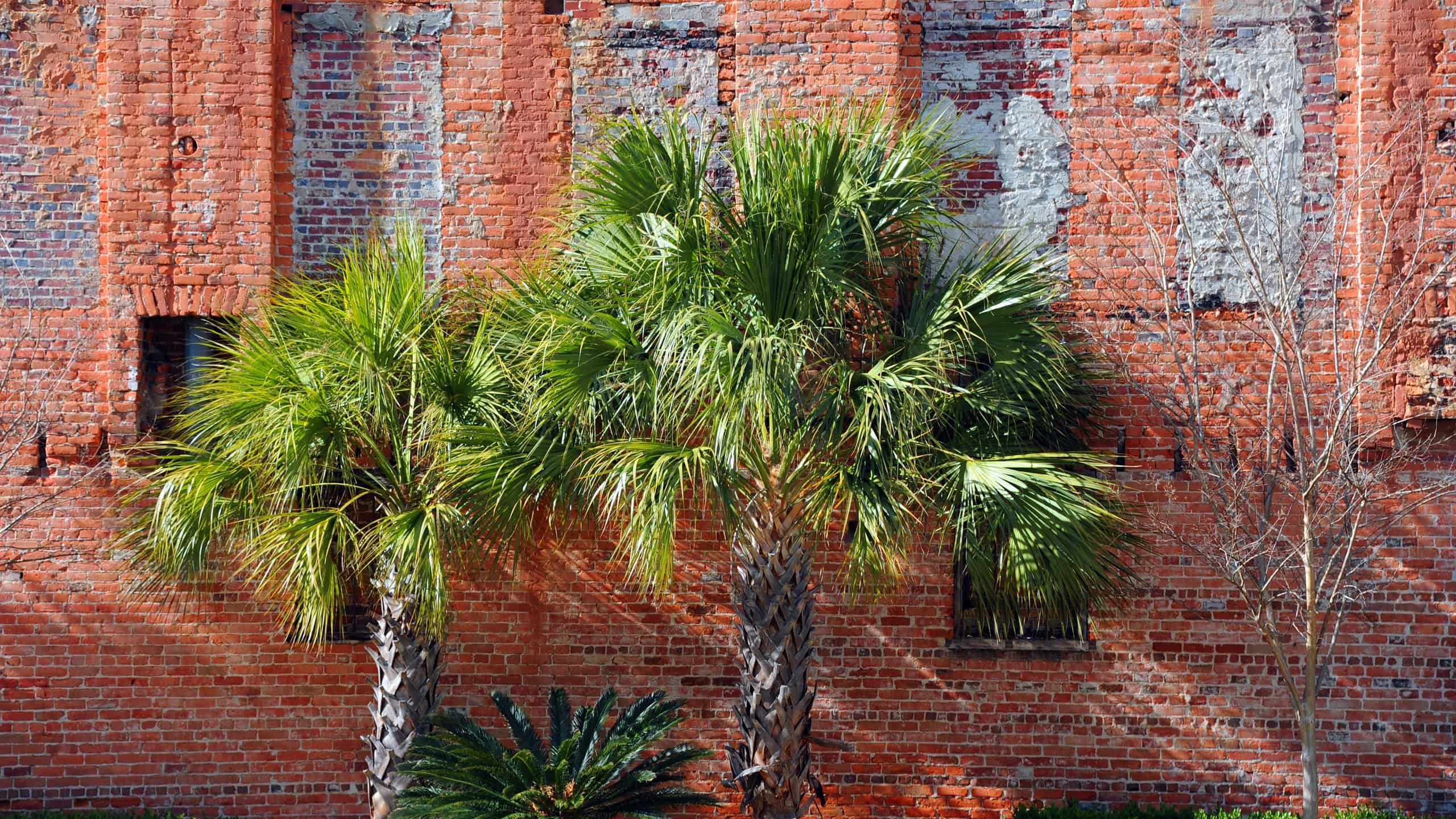 Due palme che crescono all'esterno di un edificio in mattoni a Columbia, nella Carolina del Sud.