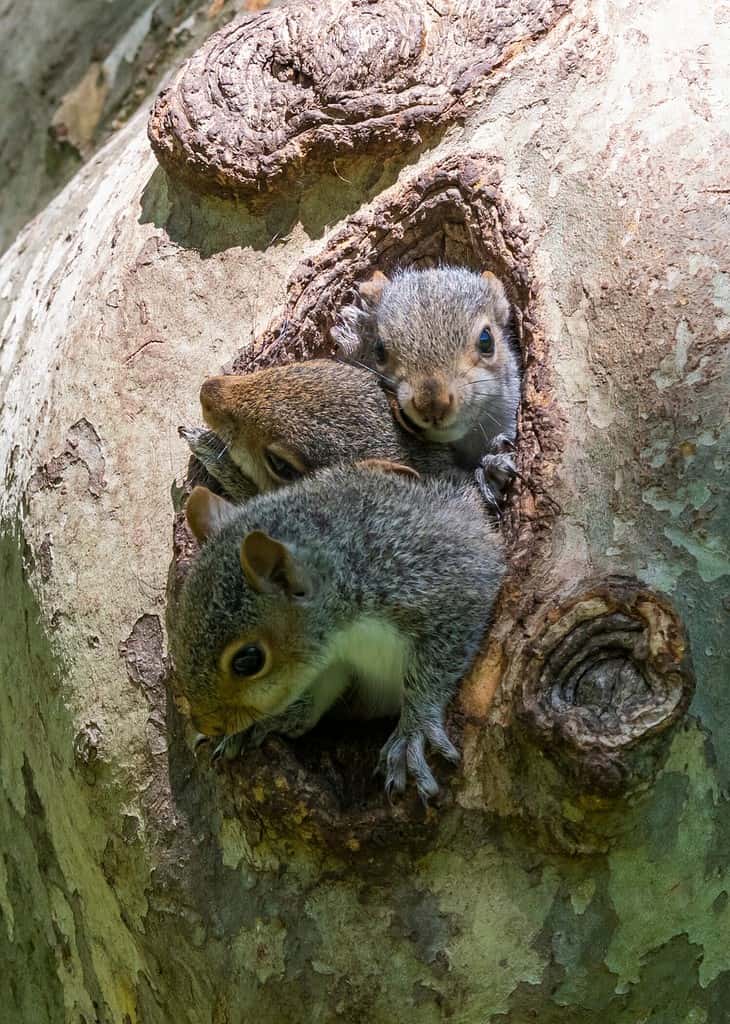 Famiglia di piccoli scoiattoli che escono dal nido sull'albero