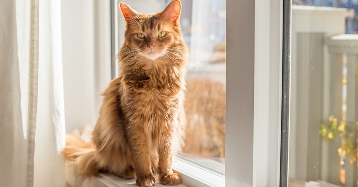 Gatto somalo seduto in una finestra soleggiata, rifinita di bianco con foglie autunnali all'esterno.