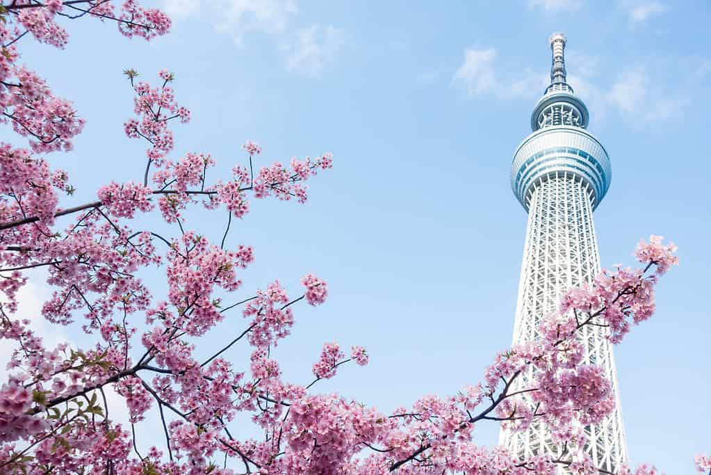 Tokyo Sky Tree e fioritura dei ciliegi durante la primavera in Giappone.