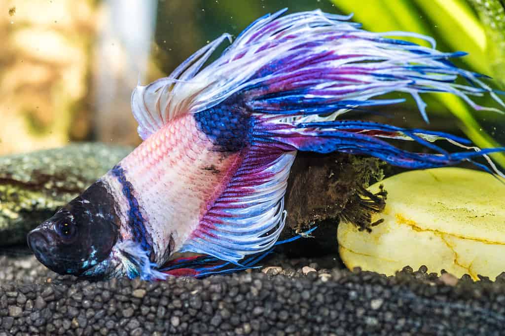 Un primo piano di pesci betta malati in un acquario