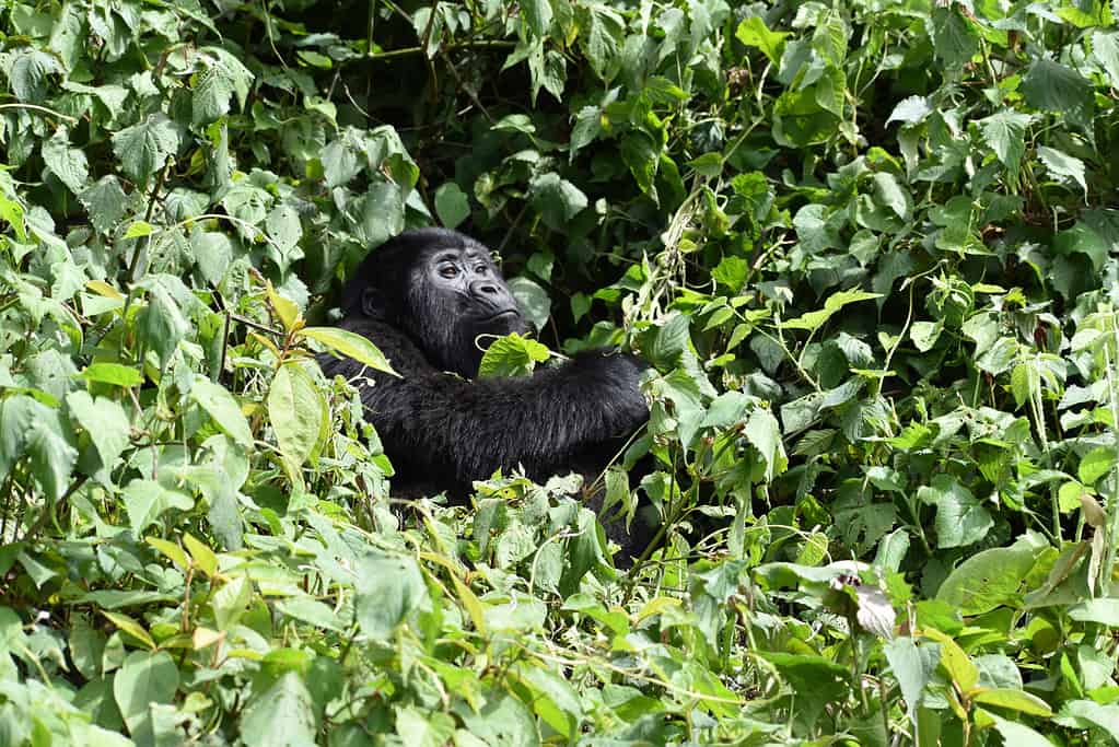 Gorilla nel Bwindi