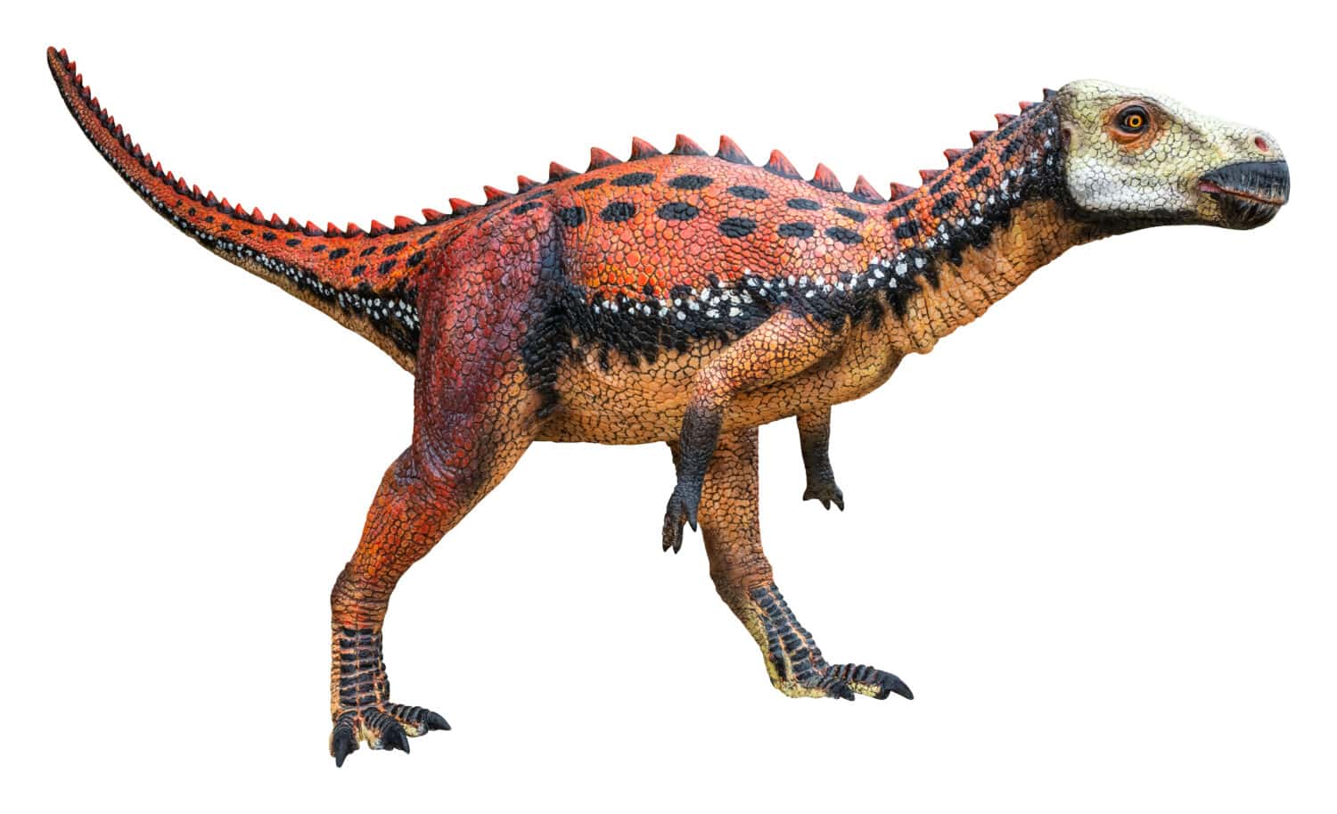 Zalmoxes è un genere erbivoro estinto di dinosauro Rhabdodontid Ornithopod del tardo Cretaceo, Zalmoxes isolato su sfondo bianco con un tracciato di ritaglio