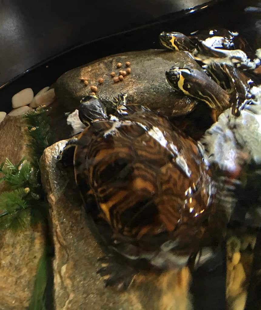 Due tartarughe in una vasca con grandi rocce e piante acquatiche