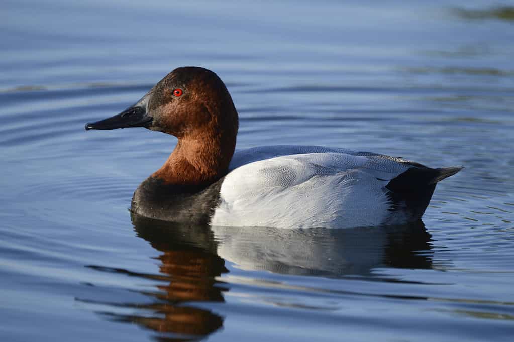 Colpo di messa a fuoco selettiva di un canvasback di nuoto