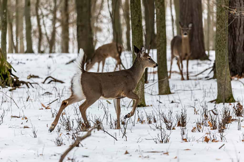 Cervo.  Il cervo dalla coda bianca noto anche come cervo dalla coda bianca o cervo della Virginia in inverno sulla neve.  Il cervo dalla coda bianca è il simbolo della fauna selvatica del Wisconsin e la selvaggina dell'Oklahoma.