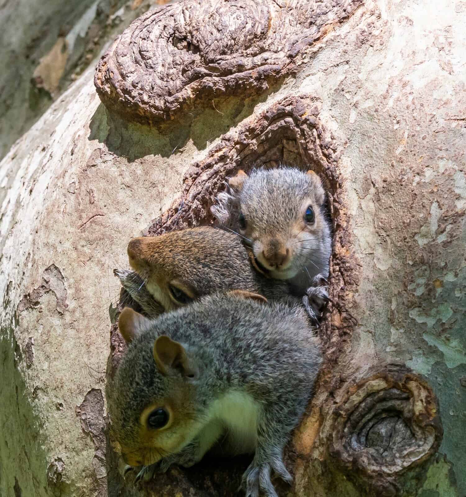 Famiglia di piccoli scoiattoli che escono dal nido sull'albero