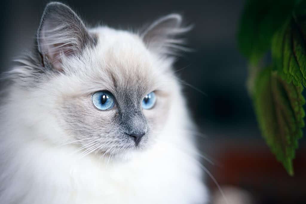 Simpatico gatto ragdoll blu con pelo lungo e occhi blu dominanti.