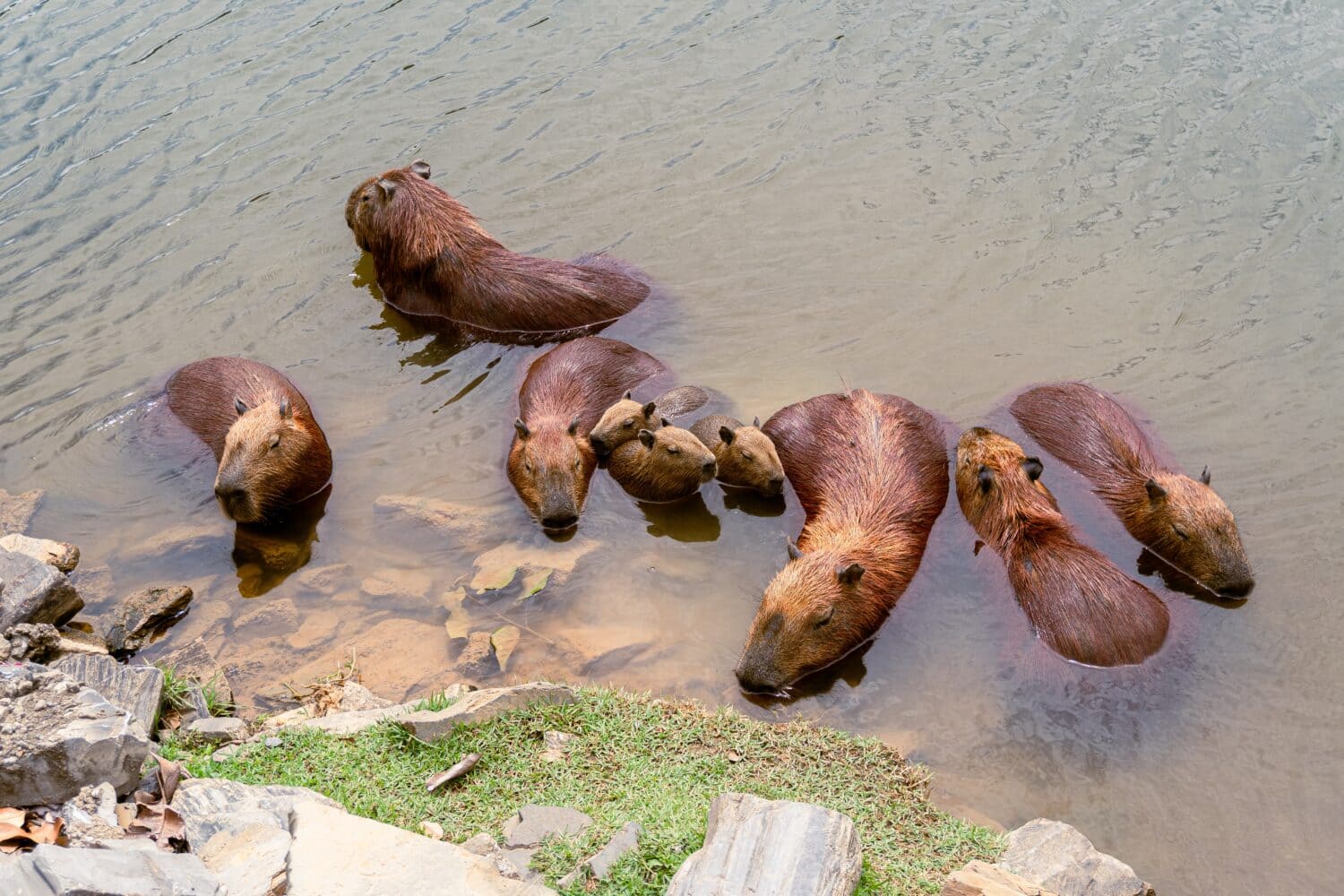 capibara che nuotano nel parco