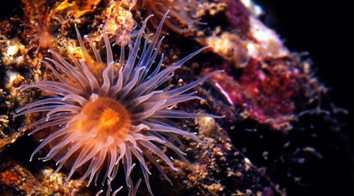 piccolo e delicato anemone di mare sulla parete della barriera corallina