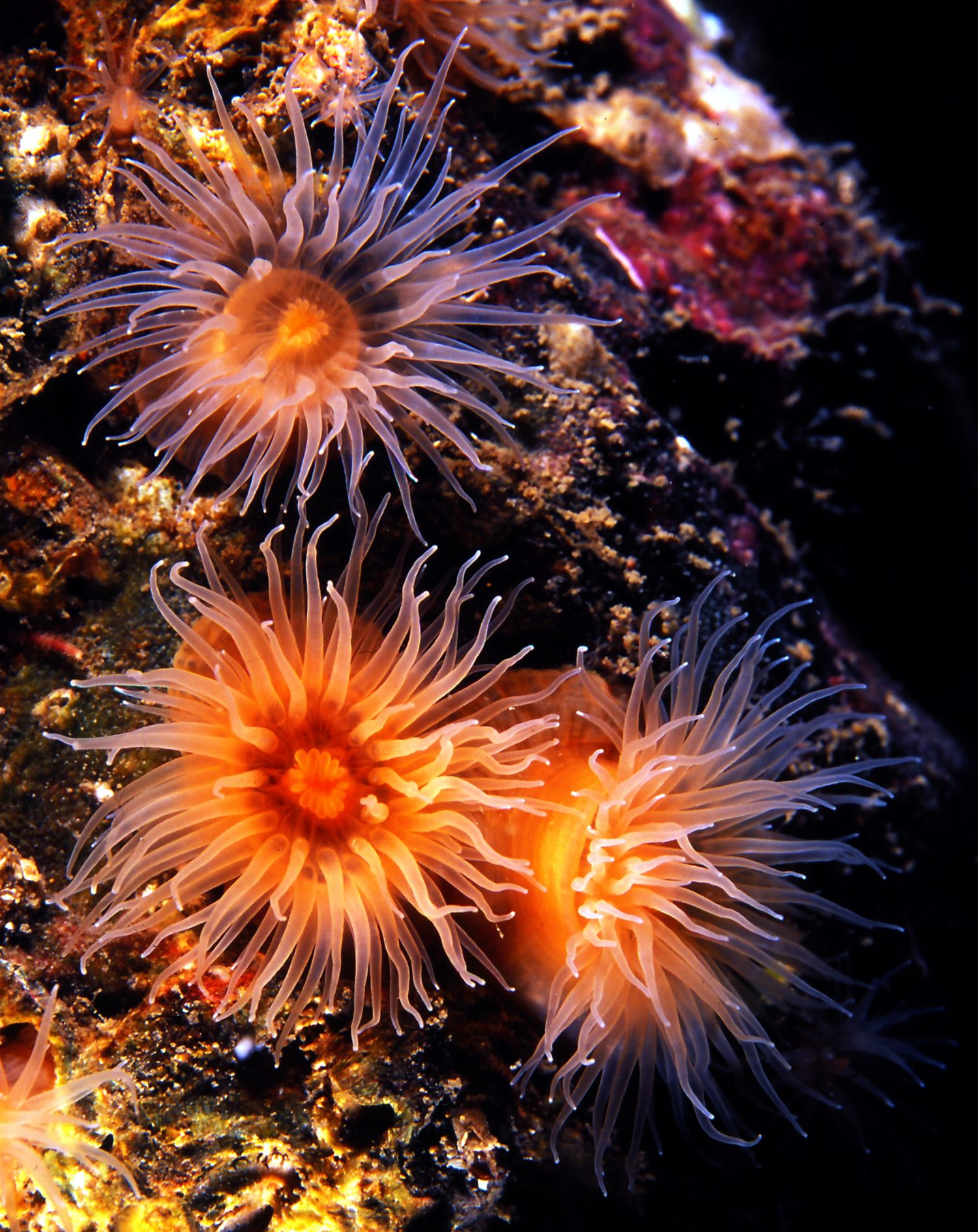 piccolo e delicato anemone di mare sulla parete della barriera corallina