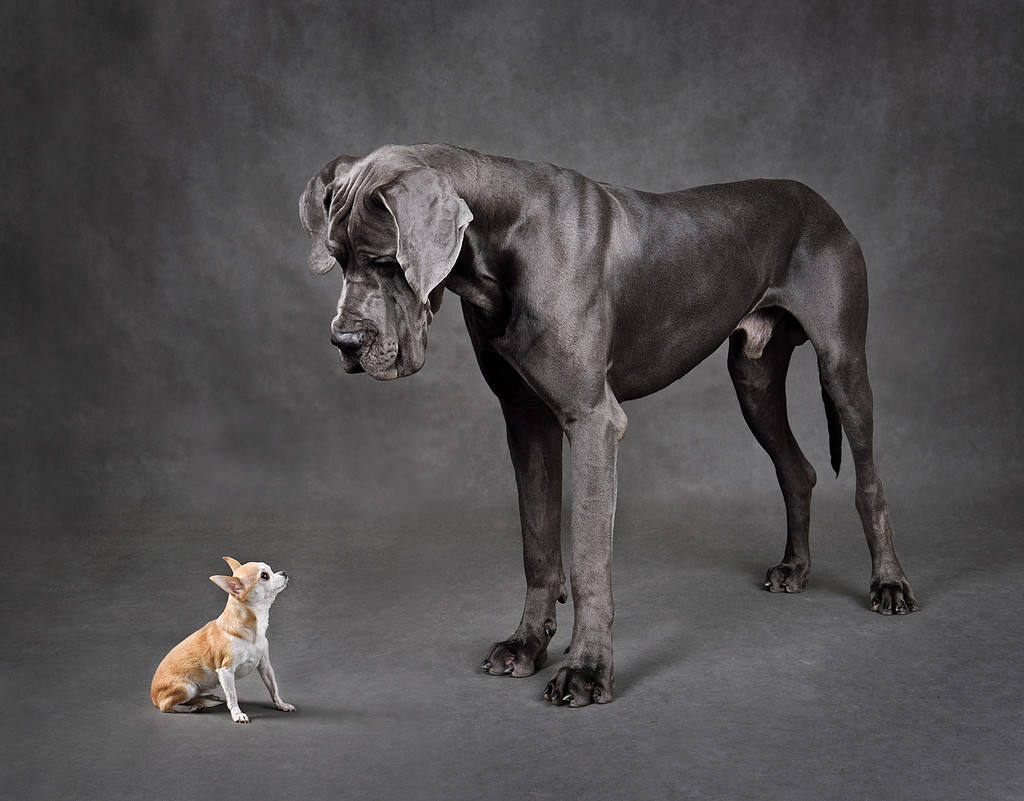 Cani piccoli e grandi in piedi uno di fronte all'altro