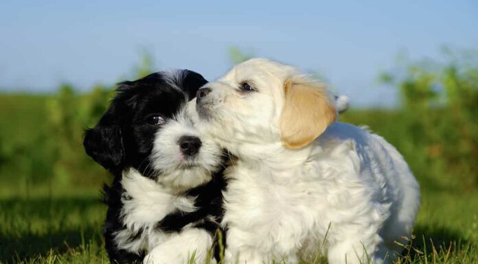 Cuccioli di cane in bianco e nero