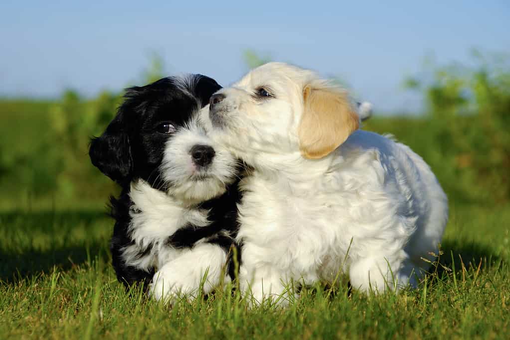 Cuccioli di cane in bianco e nero