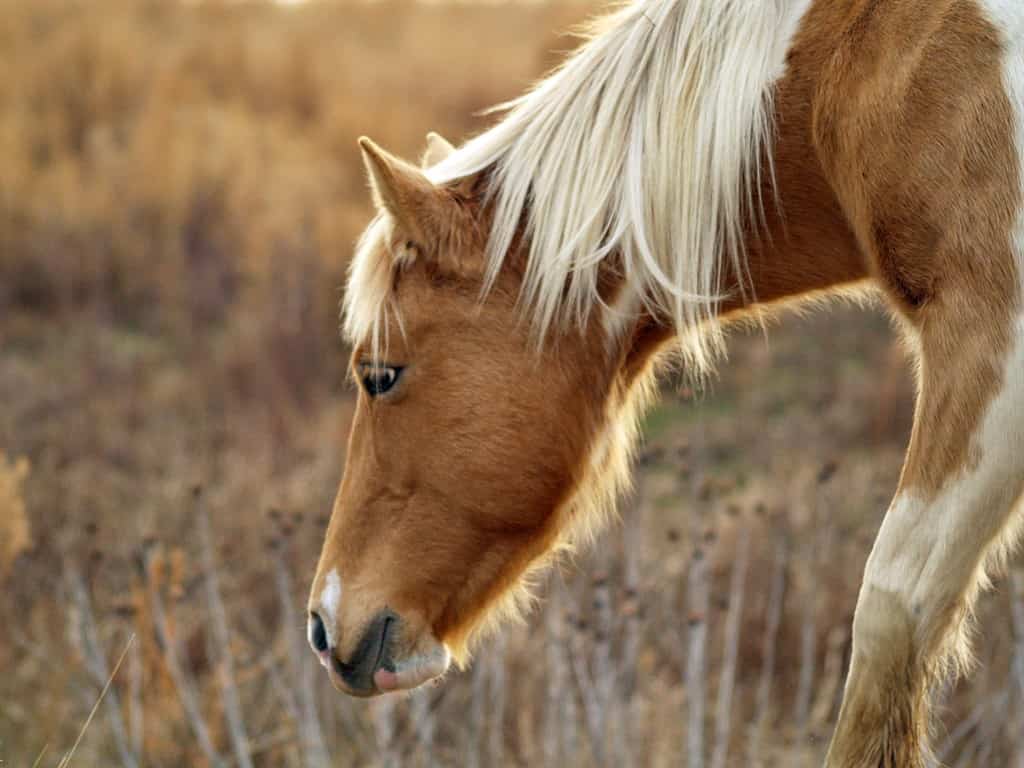 cavallo marrone con criniera bianca che mangia