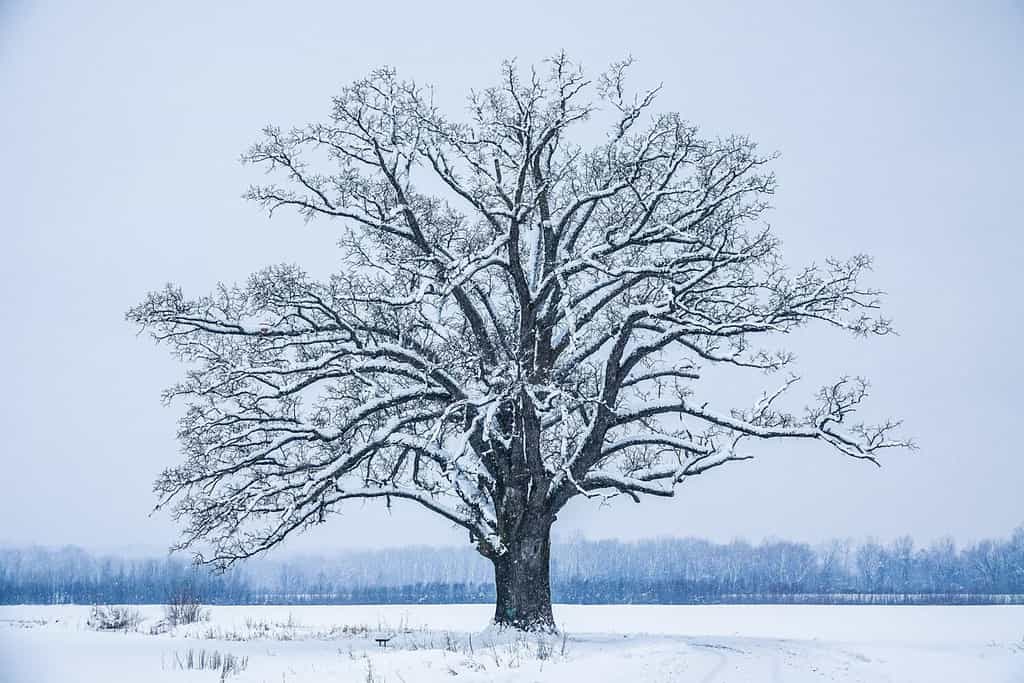 Un enorme albero innevato in un campo rurale in inverno