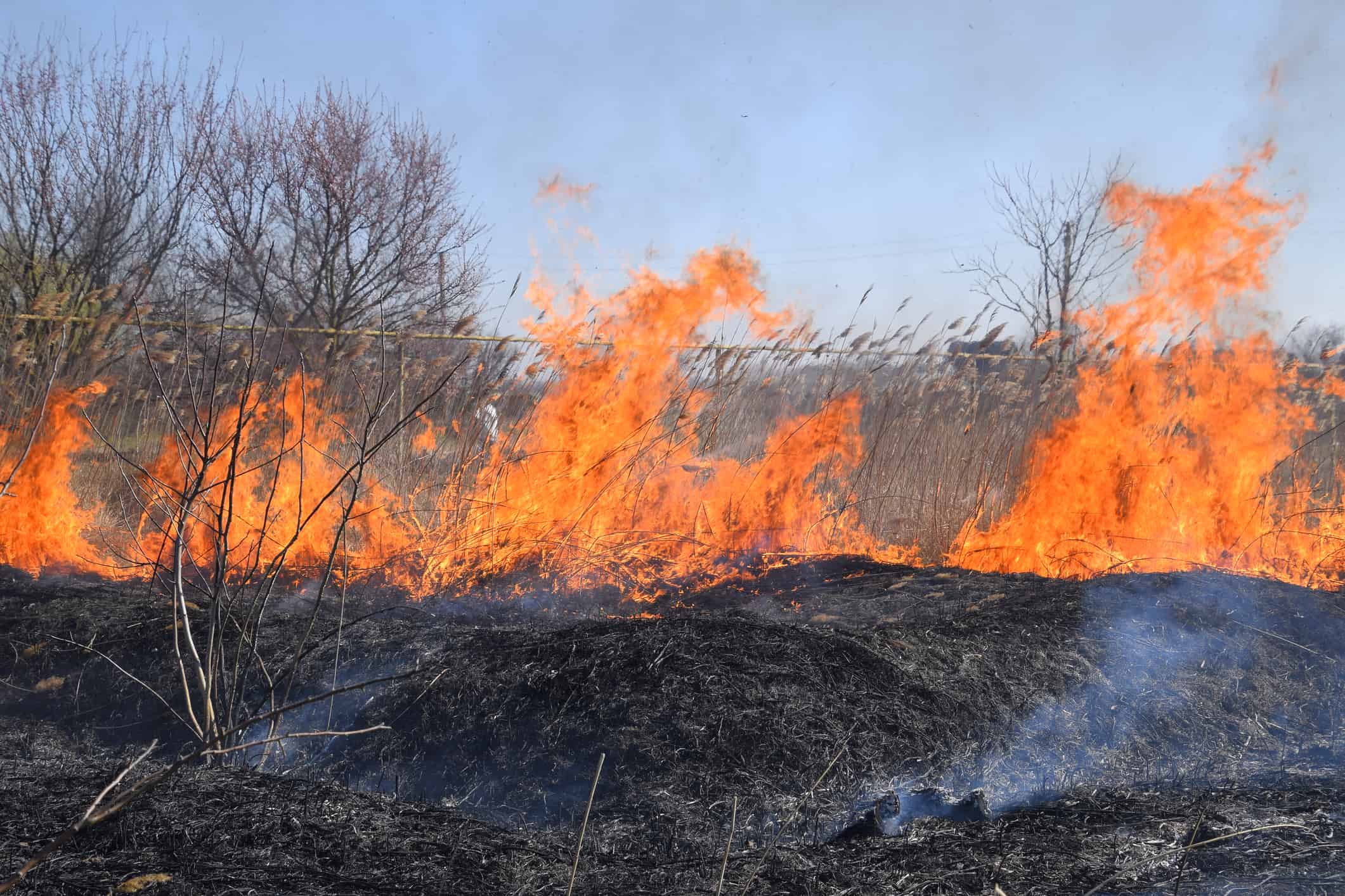 Incendio su un appezzamento di erba secca, incendio di erba secca e canne
