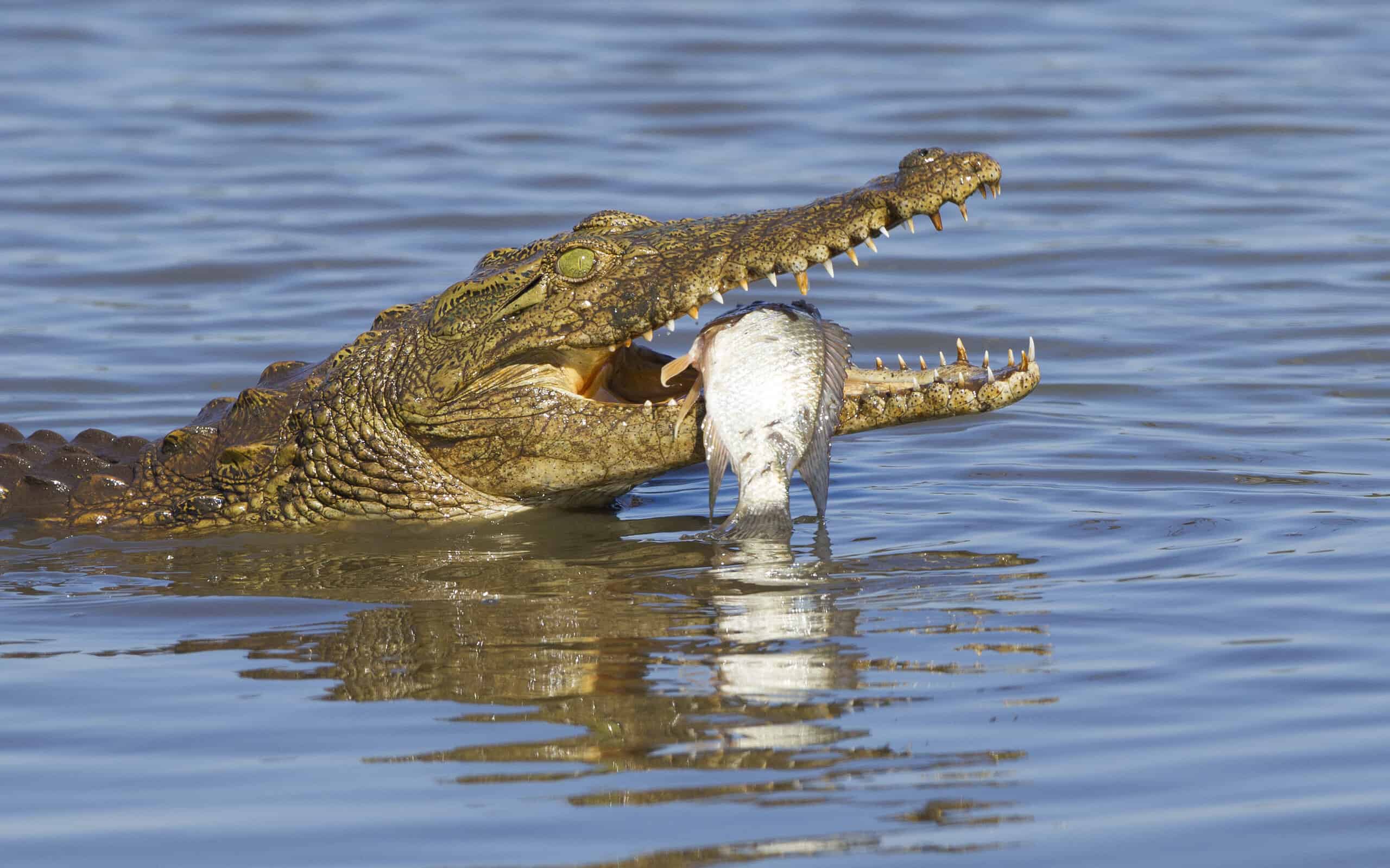 8 animali con denti rigeneranti
