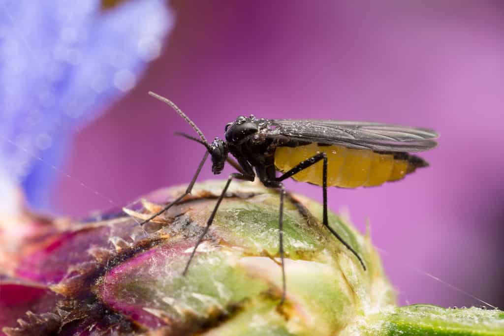 Moscerino del fungo dalle ali scure, Sciaridae sul germoglio