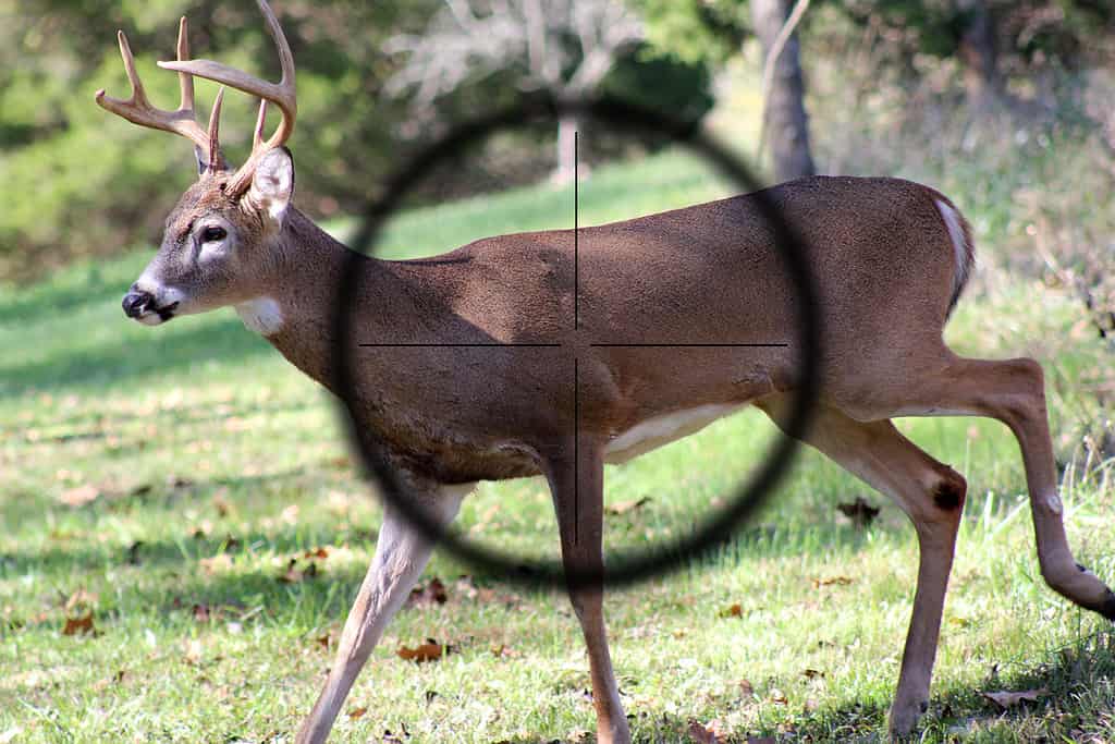 Caccia al giovane cervo maschio dalla coda bianca con mirino