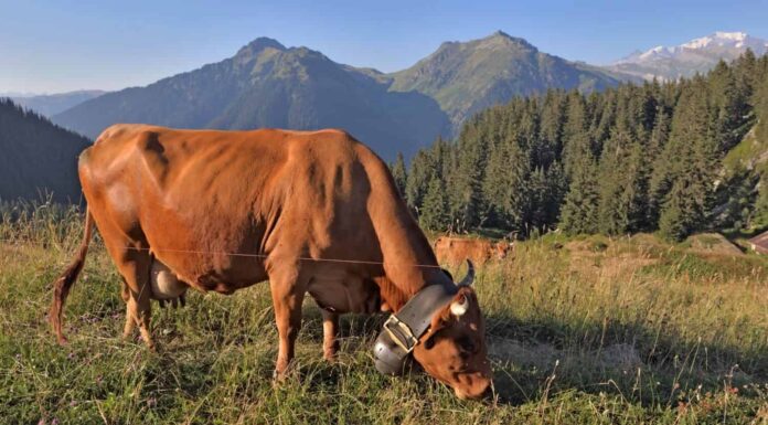 mucca da latte marrone che indossa un collare con una campana che pasce in pascolo alpino con sfondo di montagna