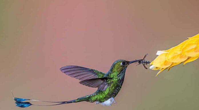 immagine selettiva di colibrì che mangia libellula sul fiore giallo