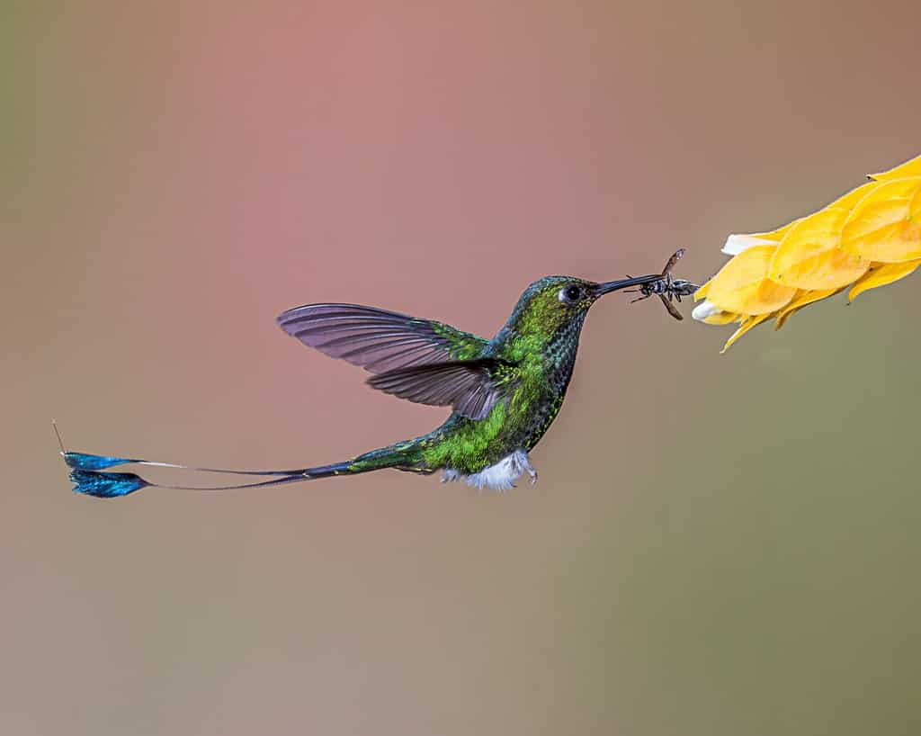 immagine selettiva di colibrì che mangia libellula sul fiore giallo
