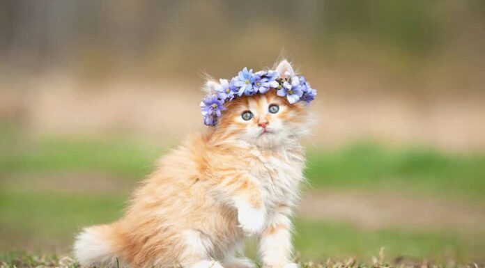 Piccolo gattino rosso con una corona di fiori blu sulla testa