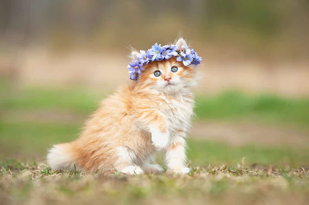 Piccolo gattino rosso con una corona di fiori blu sulla testa
