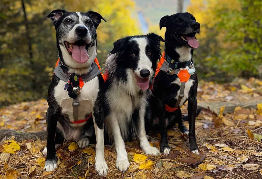 Tre cani durante un'escursione autunnale.