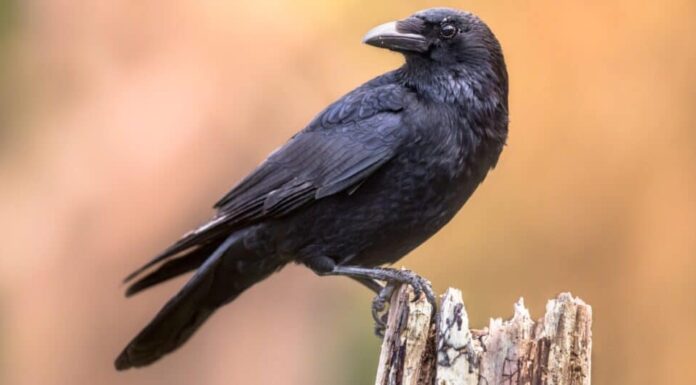corvo appollaiato su un vecchio palo di legno