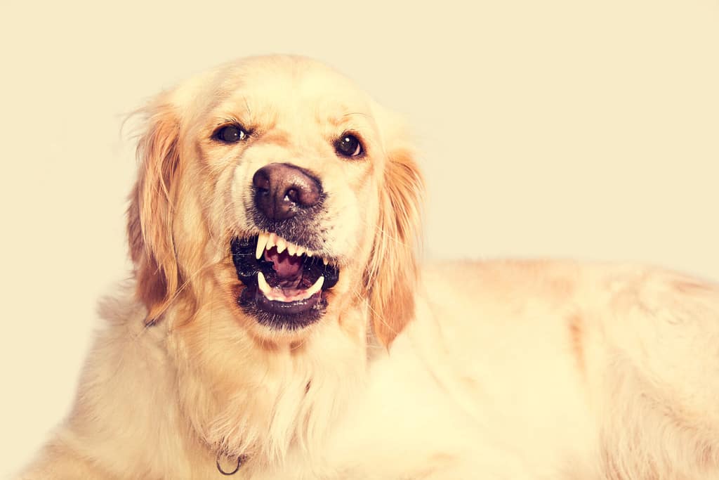 Il cane arrabbiato del golden retriever mostra i denti.  Animali domestici.