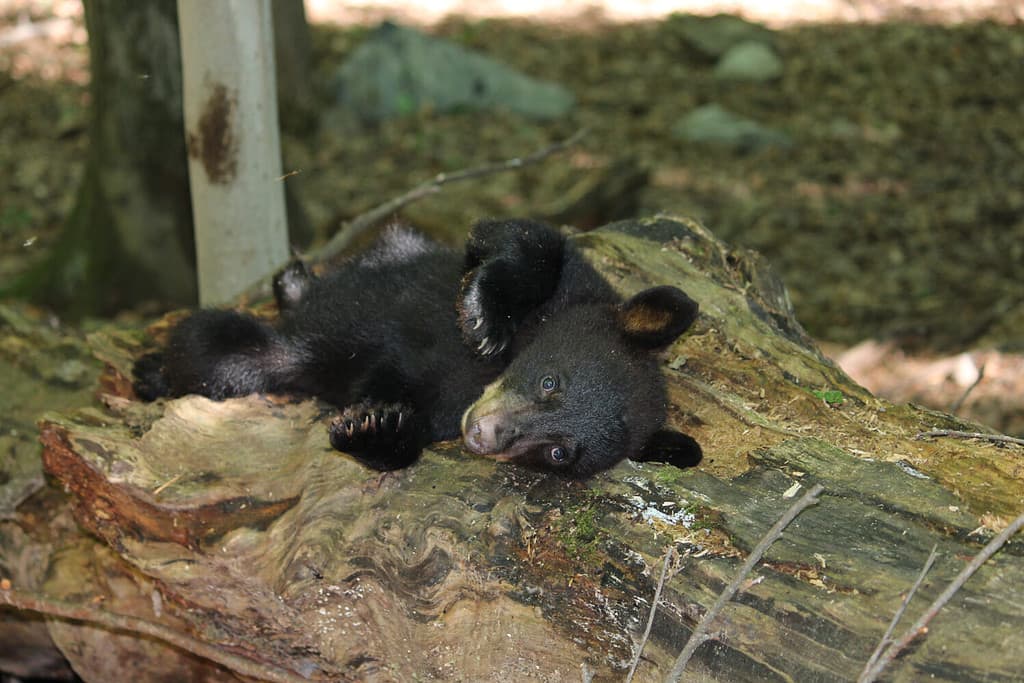 Adorabile cucciolo di orso nero selvatico che giace su un grande albero morto