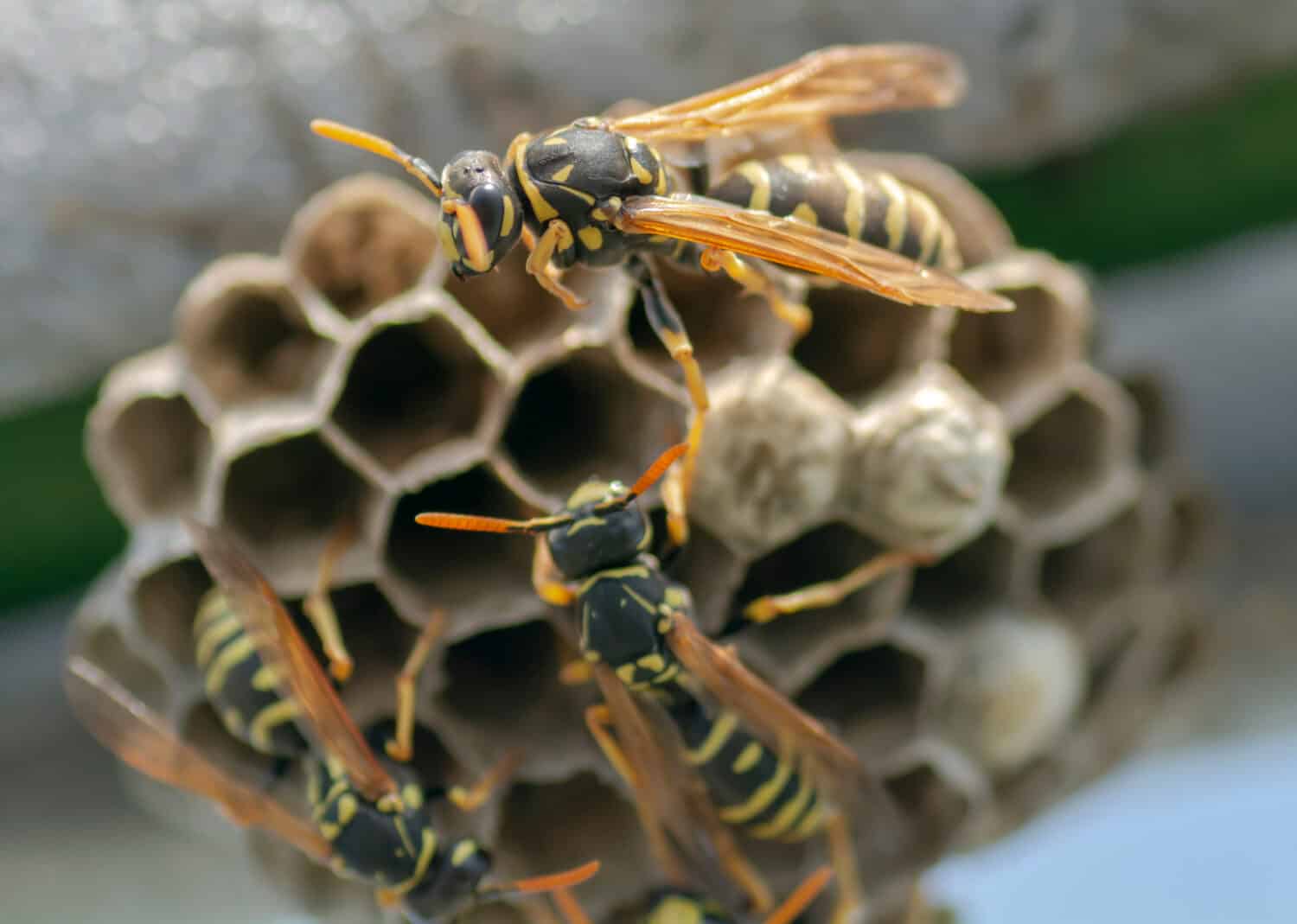 Vespa europea (Vespula germanica) che costruisce un nido per avviare una nuova colonia.